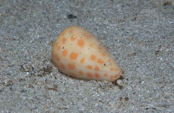 KV Kegelschnecke  Conus sp.  RO 05