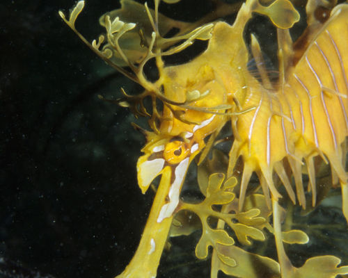 Fetzenfische