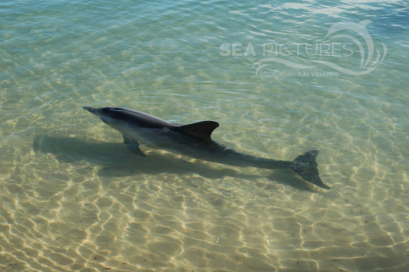 KV Grosser Tuemmler  Tursiops truncatus WA 5666