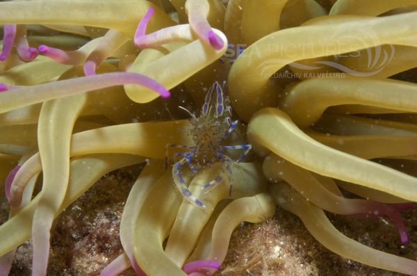 KV Mittelmeer-Partnergarnele Periclimenes aegylios  KR 06 971