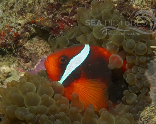 Anemonenfische
