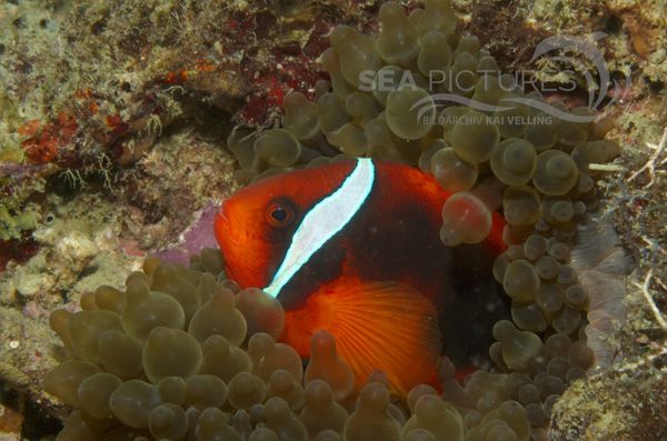 KV Anemonenfisch Amphiprion frenatus PH 06  004