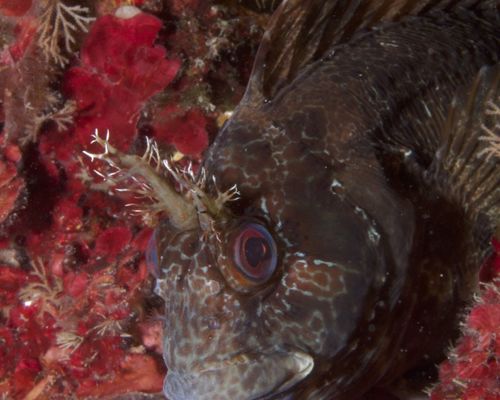 Schleimfische