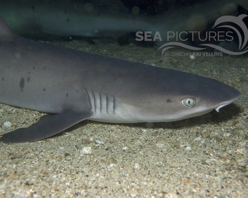 Haie und Rochen Haie und Rochen