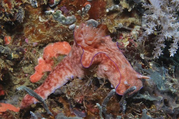 Ceratosoma cornigerum