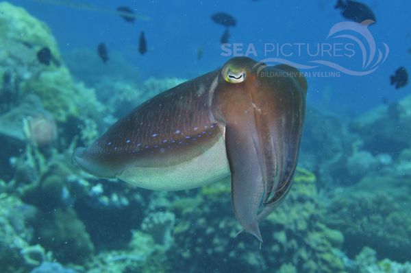 Sepia latimanus