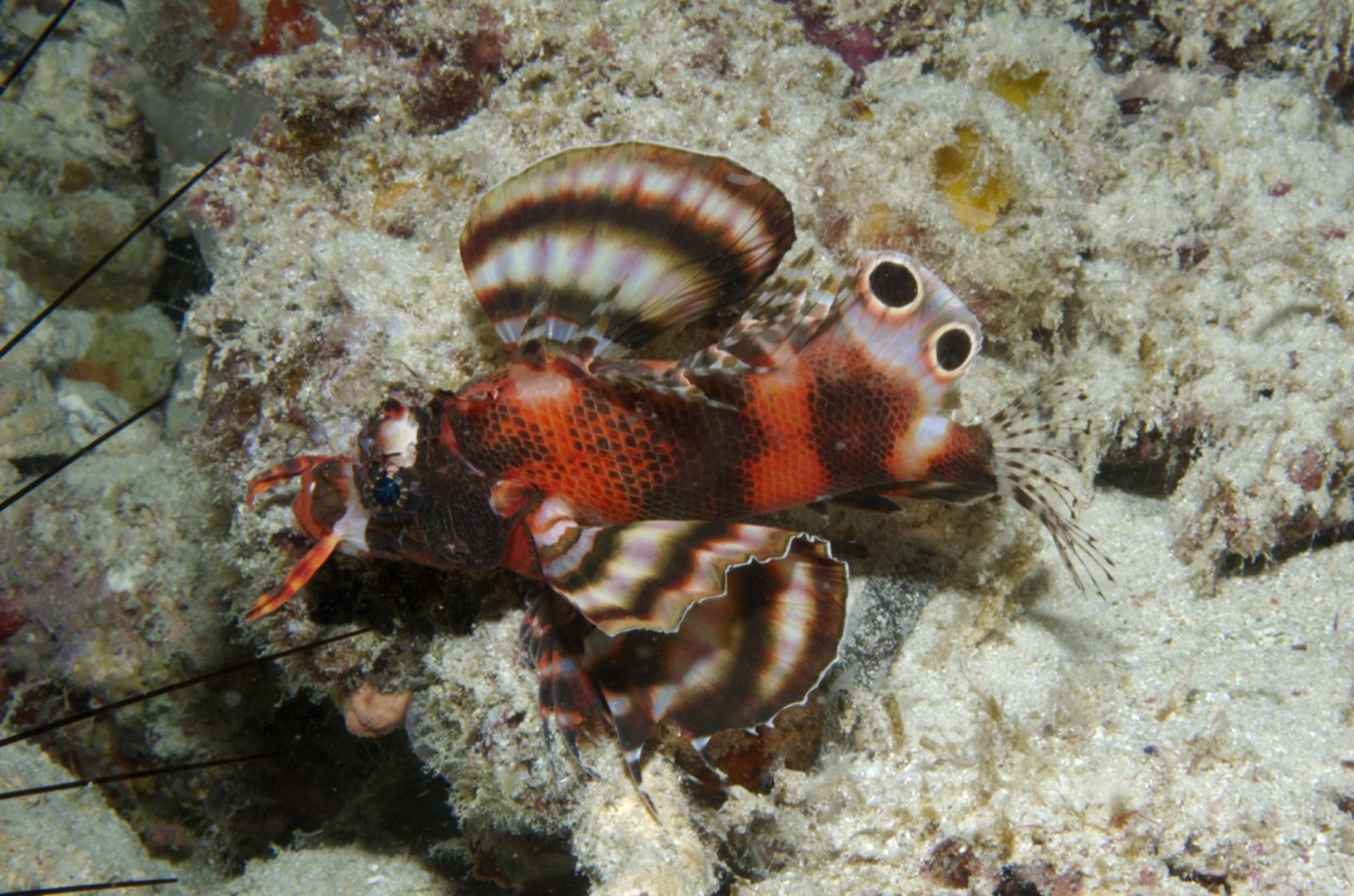  KV Pfauenaugen-Rotfeuerfisch  Dendrochirus biocellatus  MALA 06 3