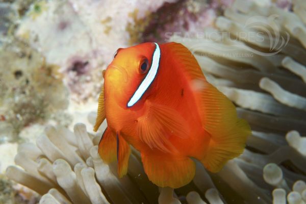 Amphiprion melanopus