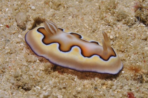 Chromodoris coi