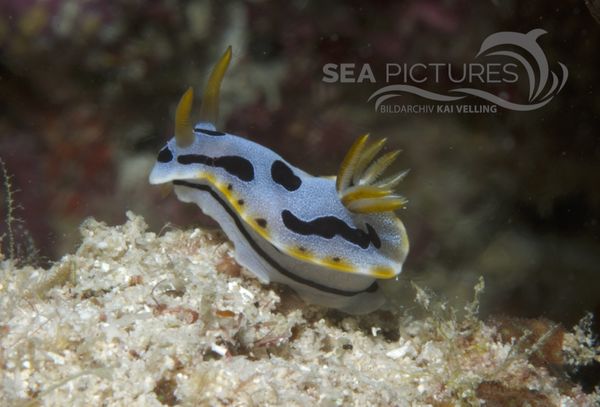 KV Chromodoris dianae MALA 06 4