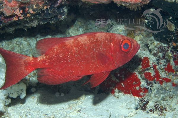 KV Grossaugenbarsch Priacanthus hamrur MALA 06