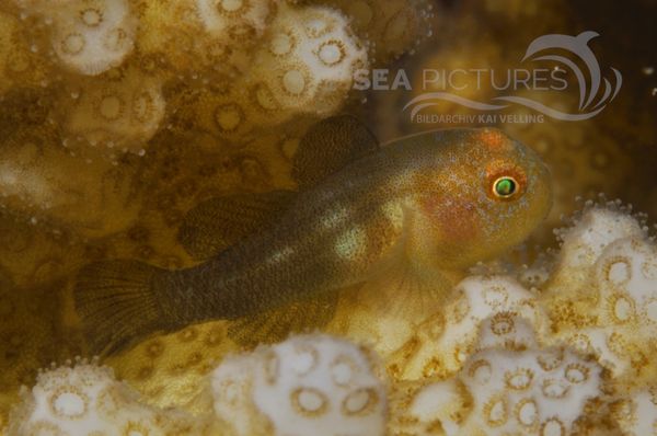  Lubrigobius exiguus