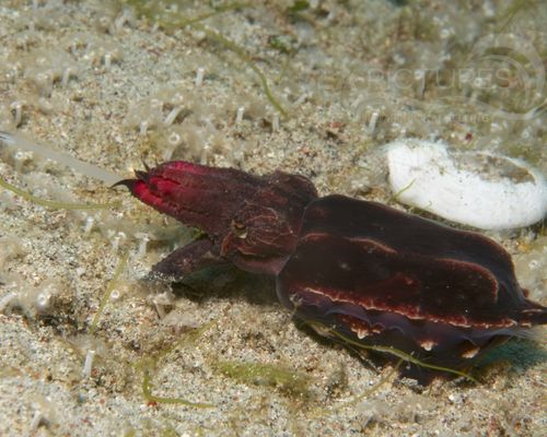 Kraken-Sepien-Kalmare