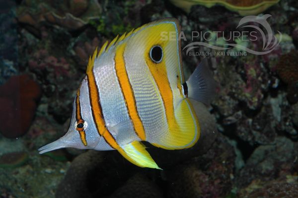 Orangebinden - Pinzettfisch  Chelmon rostratus  AU