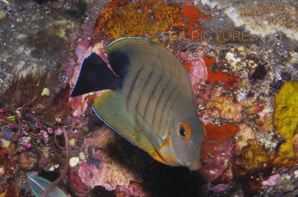  Acanthurus tristis