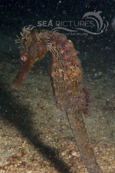 KV Grosses Seepferdchen Hippocampus kelloggi  PH 06 009
