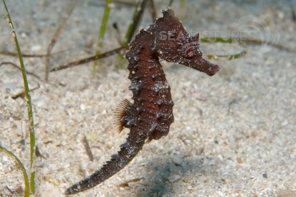 Hippocampus brevirostris