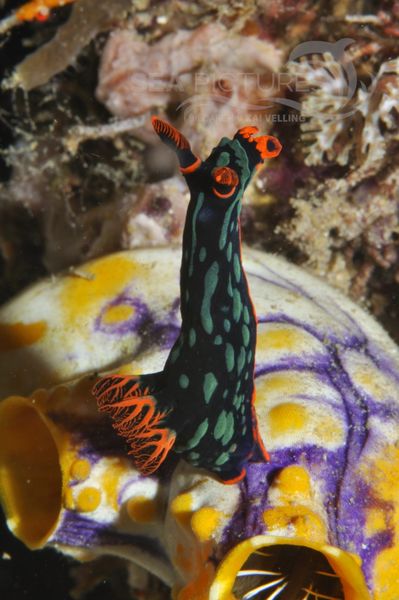 Nembrotha kubaryana