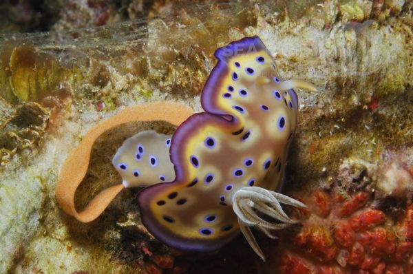 Chromodoris kunei