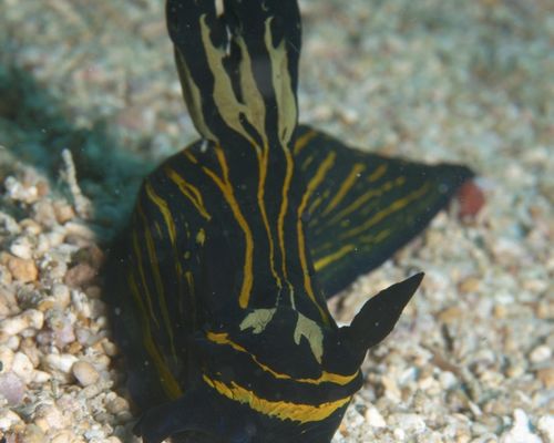 Niedere Tiere Niedere Tiere