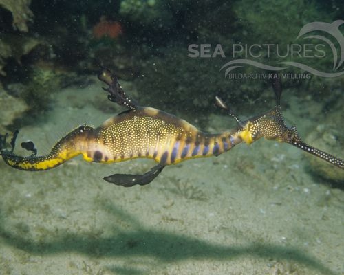 Seedrachen