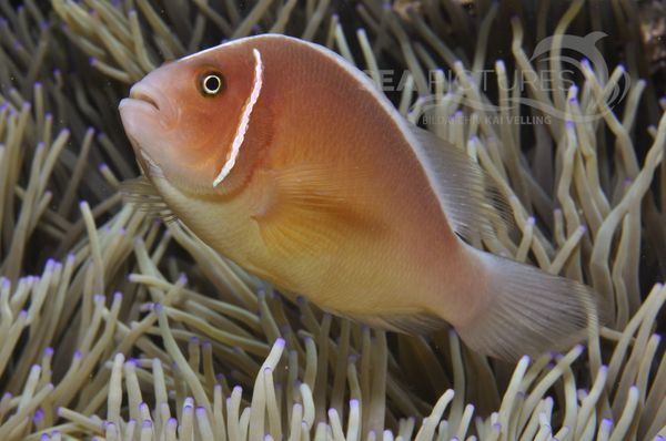 Amphiprion perideraion