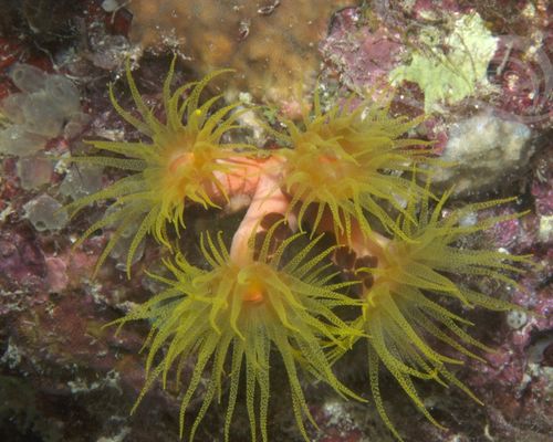Anemonen
