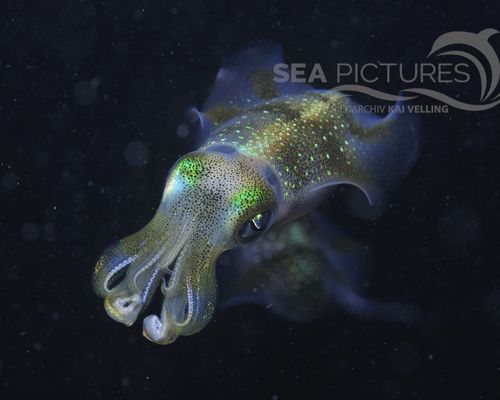 Kraken-Sepien-Kalmare