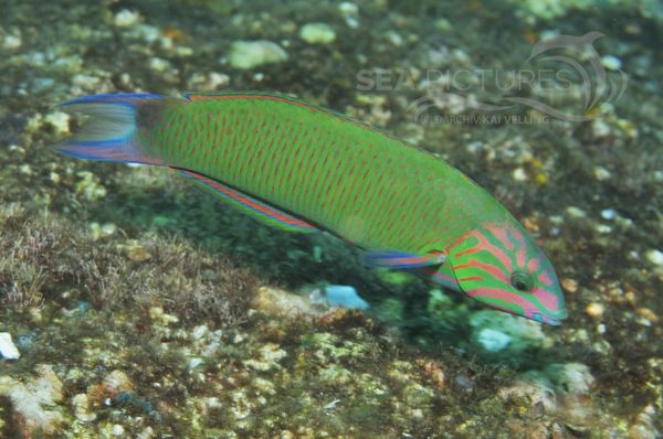 Thalassoma lunare