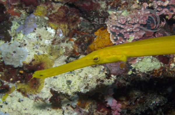 KV Trompetenfisch   Aulostomus chinensis MALA 06.