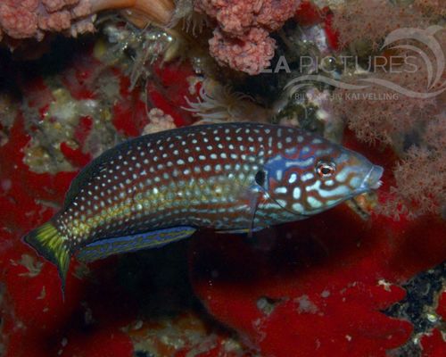 Lippfische