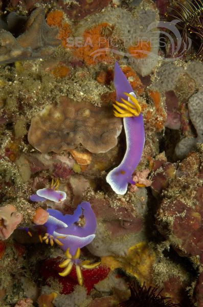 KV Hypselodoris apolegma PH 06 182