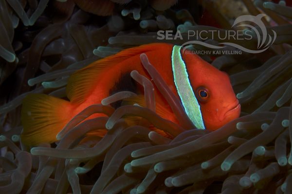 Amphiprion sp