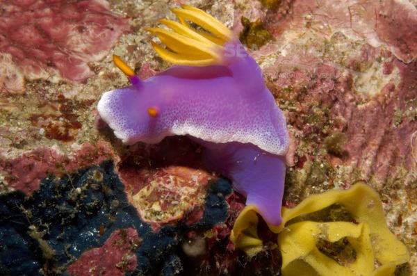 KV Hypselodoris apolegma PH 06 134