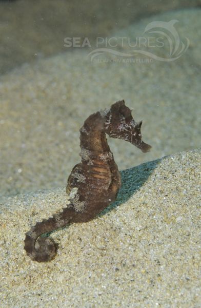 Kurzschnauzen-Seepferdchen  Hippocampus hippocampus  MI5 