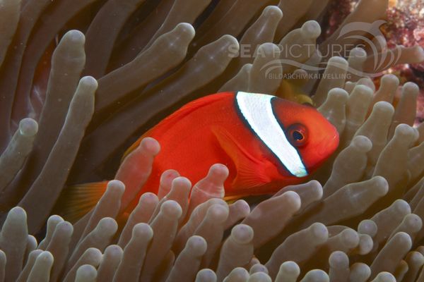 Amphiprion frenatus