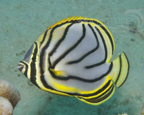 Falterfische