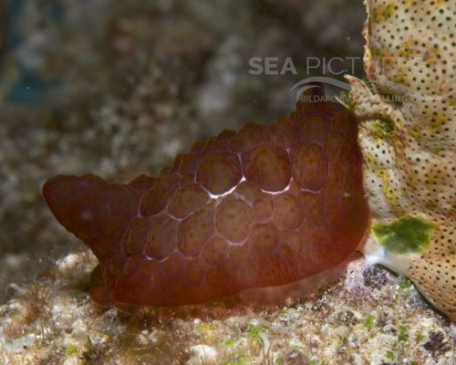 Niedere Tiere Niedere Tiere