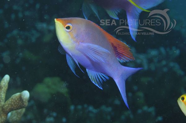 Pseudanthias tuka