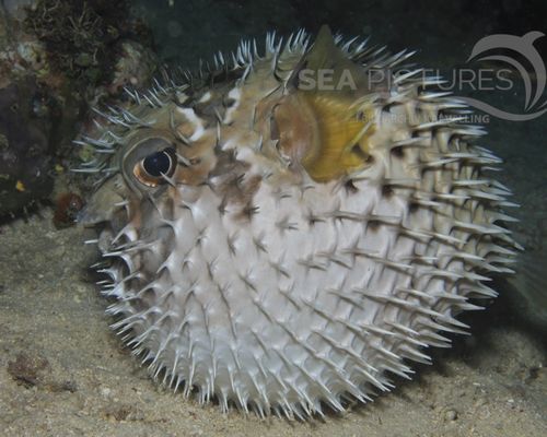 Igelfische