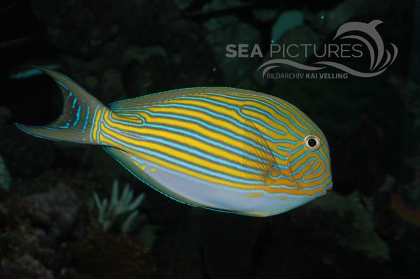 Acanthurus lineatus 5162