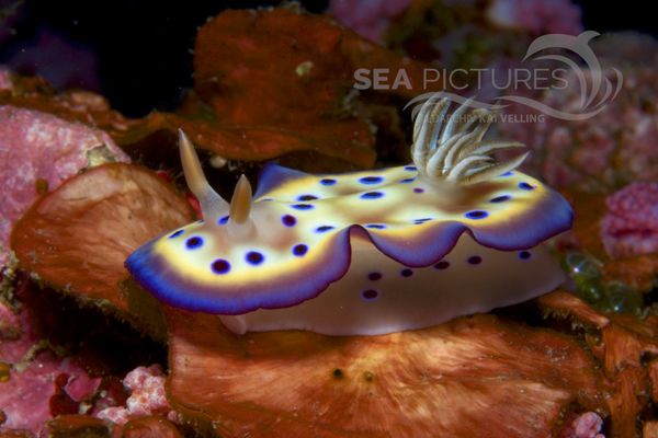 Chromodoris kunei