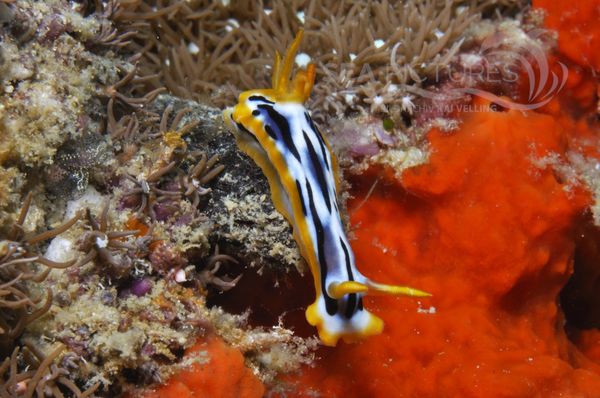 Chromodoris strigata