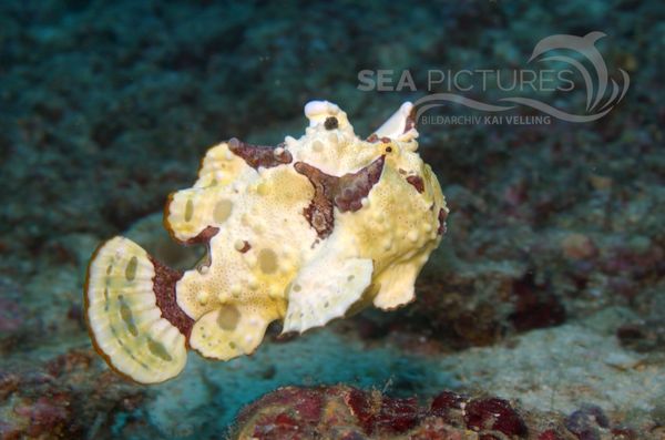 KV Clown-Anglerfisch Antennarius maculatus  PH 06 019