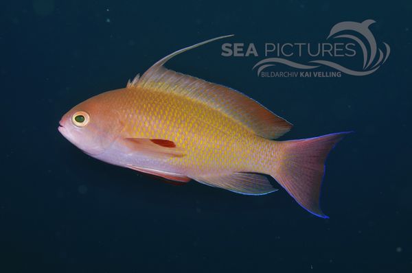 Pseudanthias squamipinnis