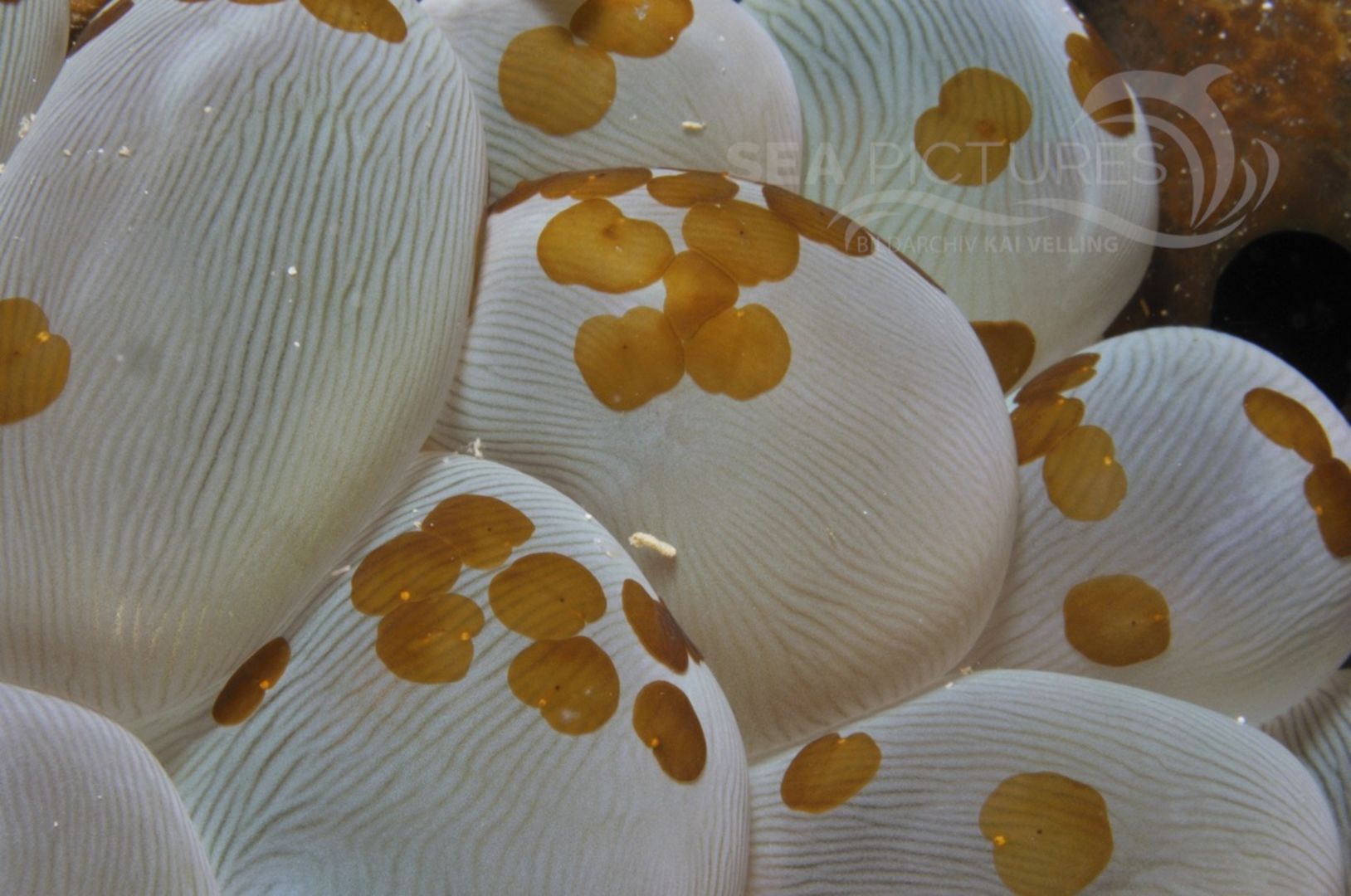 Koralle mit Plattwürmern