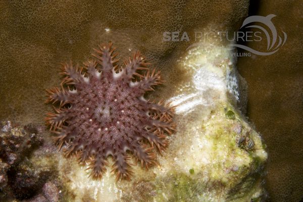 Acanthaster planci