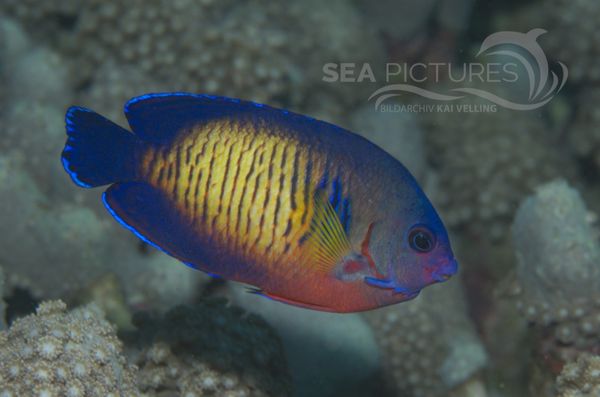 KV Streifen-Zwergkaiserfisch Centropyge bispinosa PH 06 004