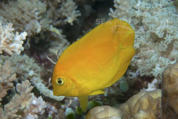 Acanthurus pyroferus