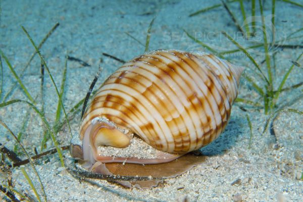 Schnecke